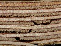 cross-sectional view of the construction of plywood (destroyed)